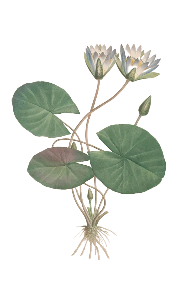 Blue Water Lily