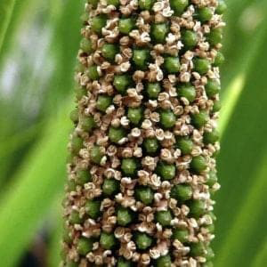 Calamus