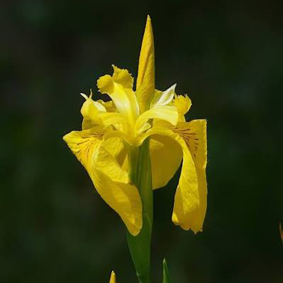 Calamus