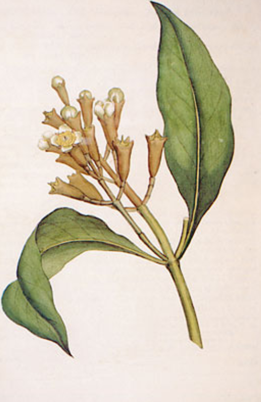 Clove