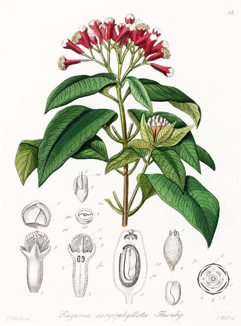 Clove
