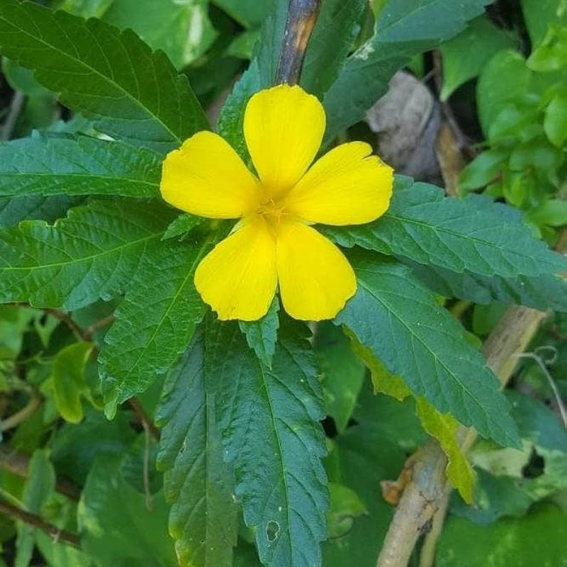 Damiana