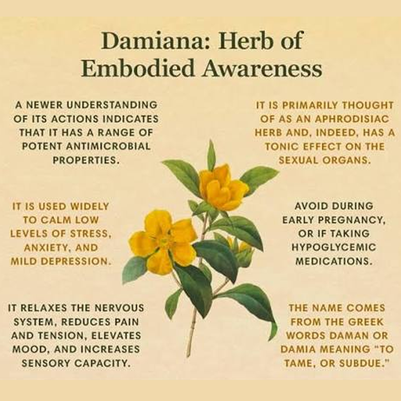 Damiana