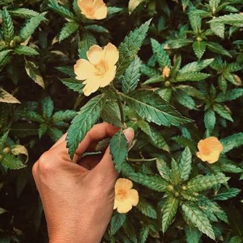 Damiana