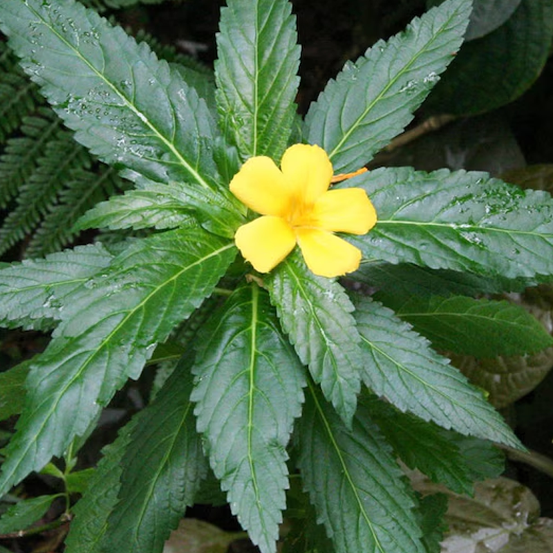 Damiana