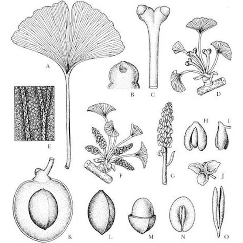 Ginkgo Biloba