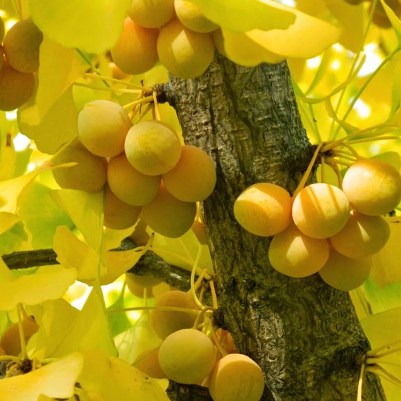 Ginkgo Biloba
