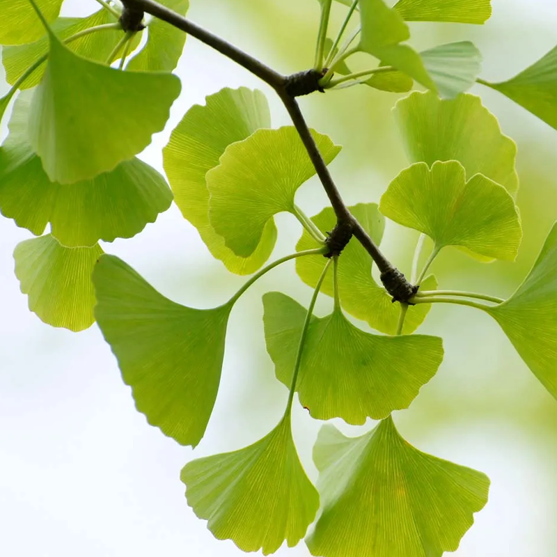 Ginkgo Biloba