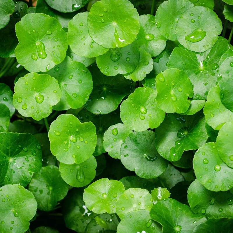 Gotu Kola