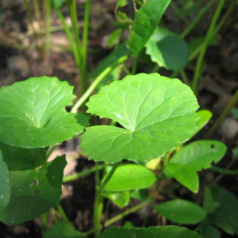 Gotu Kola