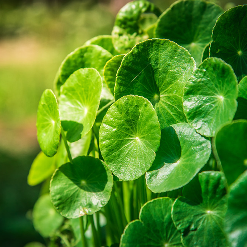 Gotu Kola