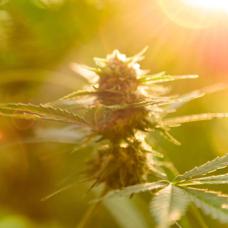 Hemp Flower