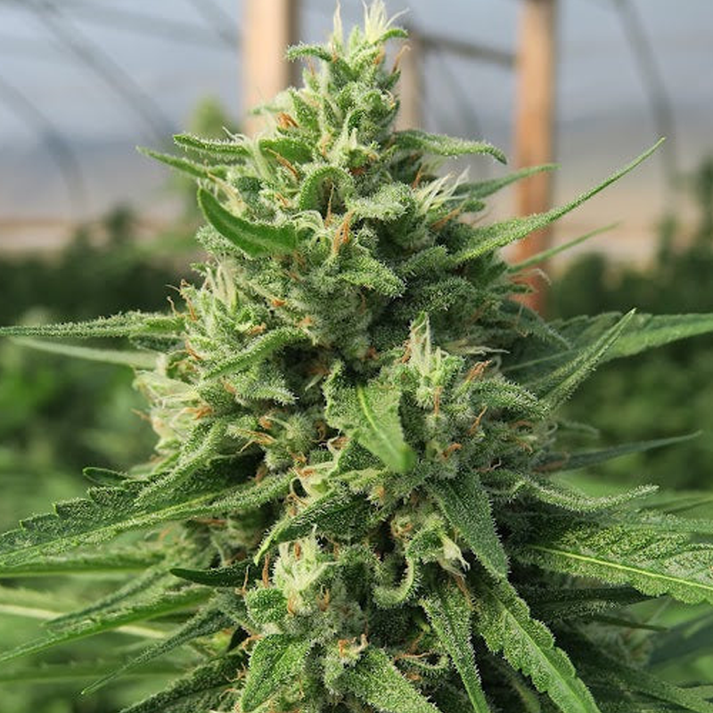 Hemp Flower