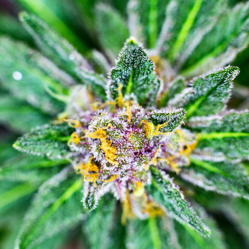 Hemp Flower