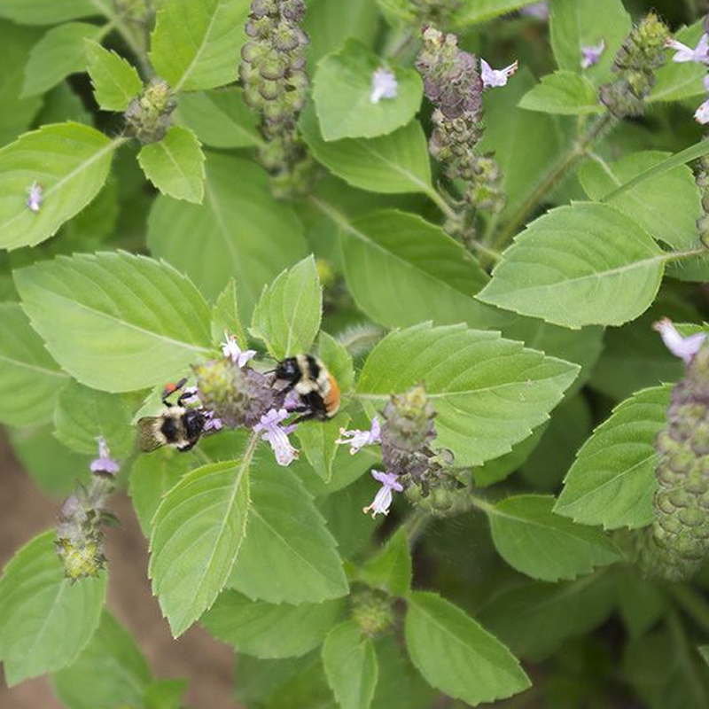 Holy Basil