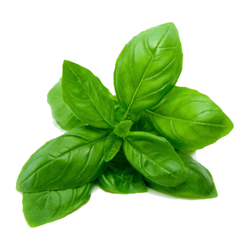 Holy Basil