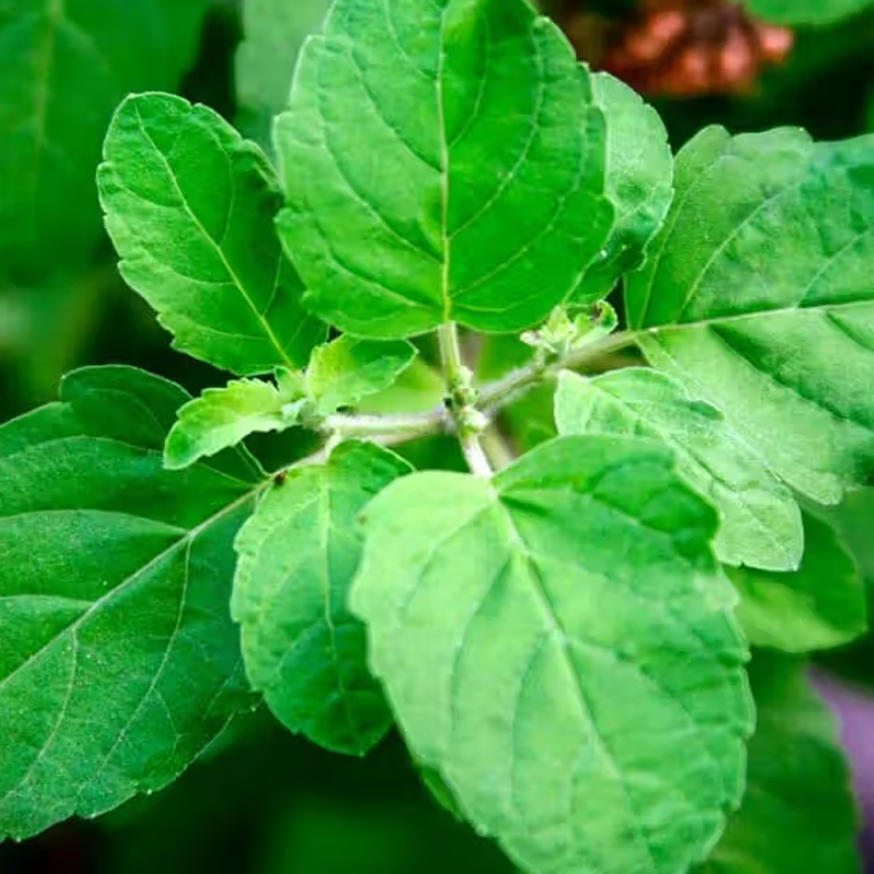 Holy Basil