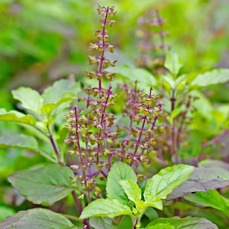 Holy Basil