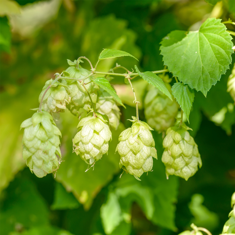 Hops