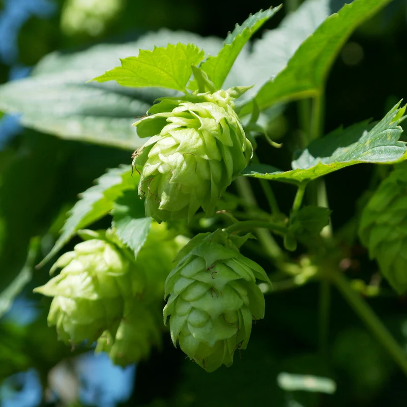 Hops