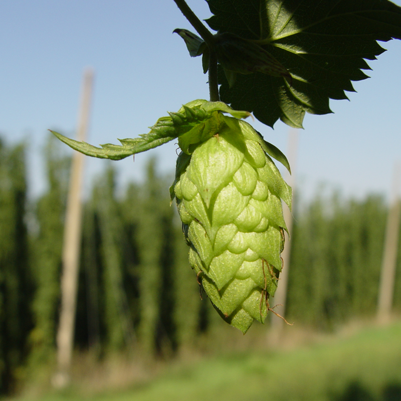 Hops
