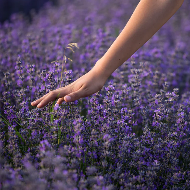 Lavender