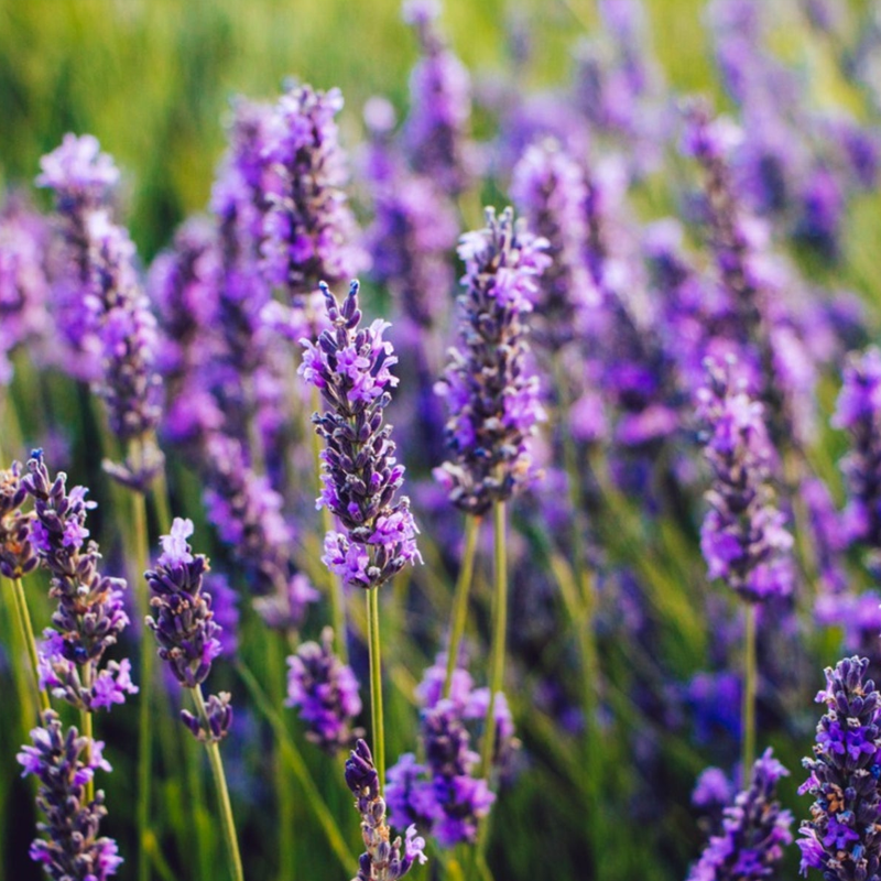 Lavender