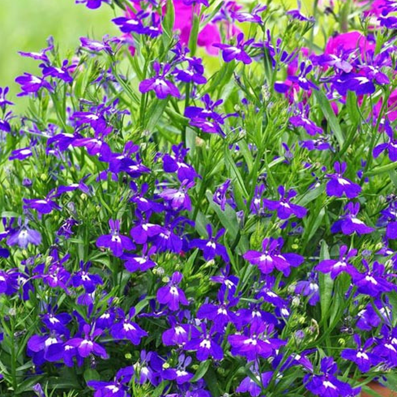 Lobelia