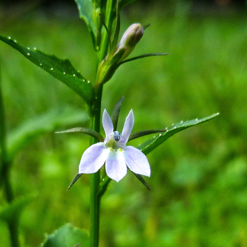 Lobelia