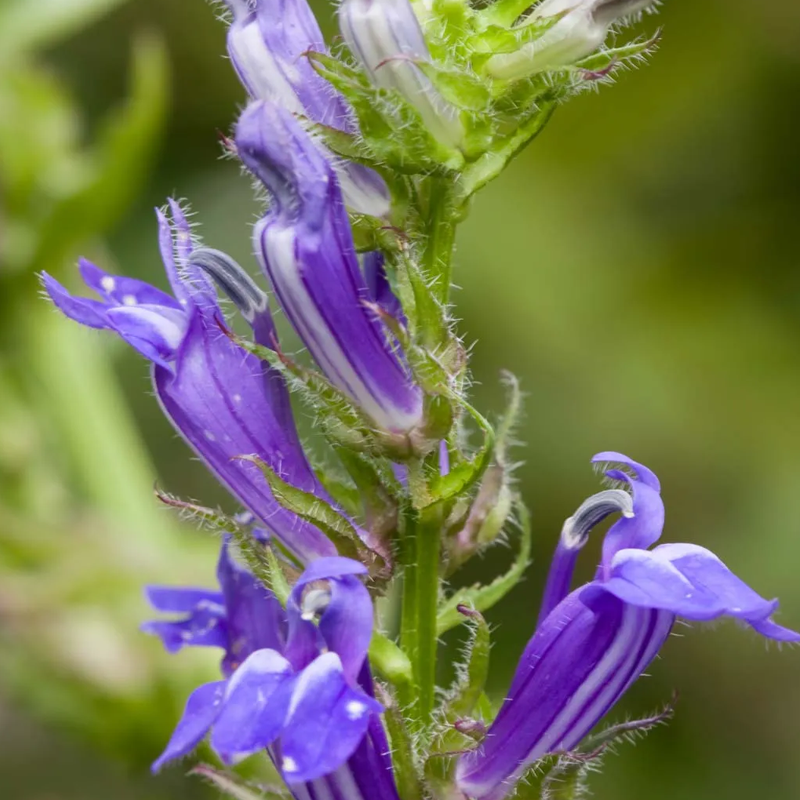 Lobelia