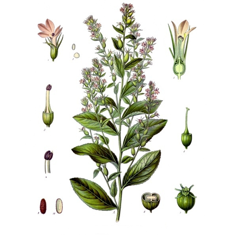 Lobelia