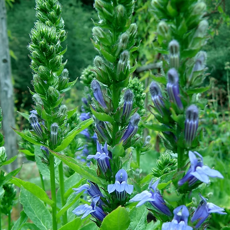Lobelia