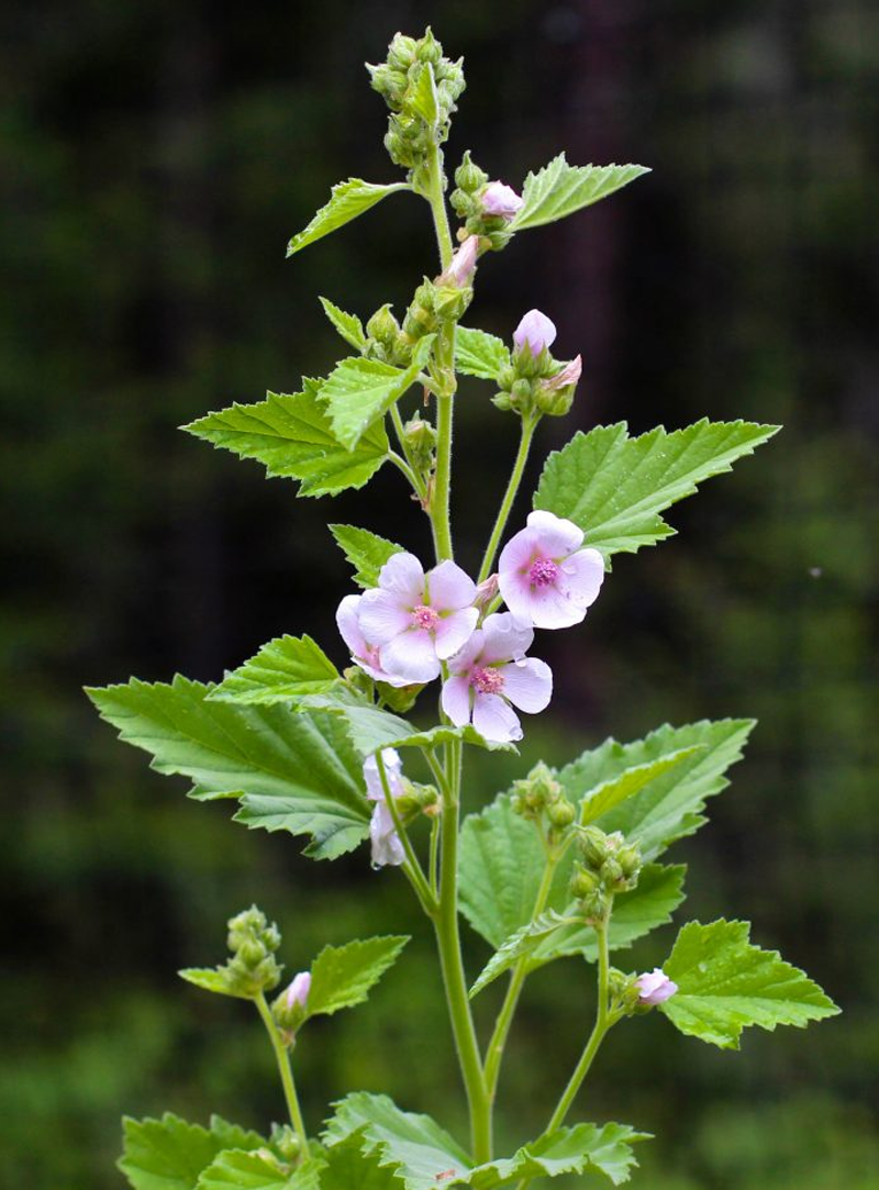 Marshmallow Leaf