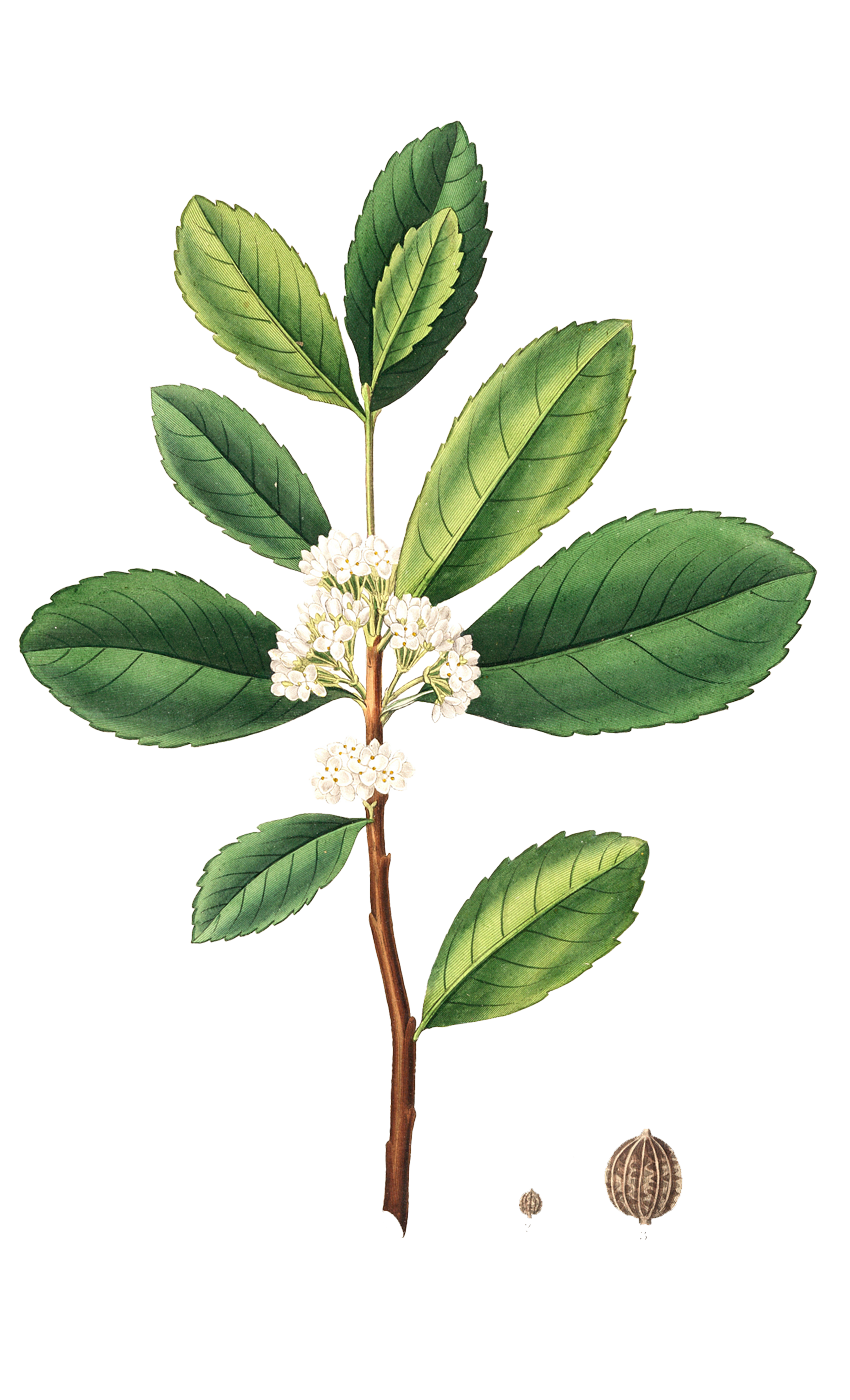 Yerba Maté