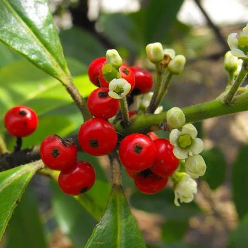 Yerba Maté