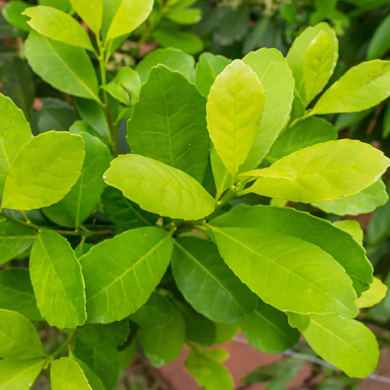 Yerba Maté