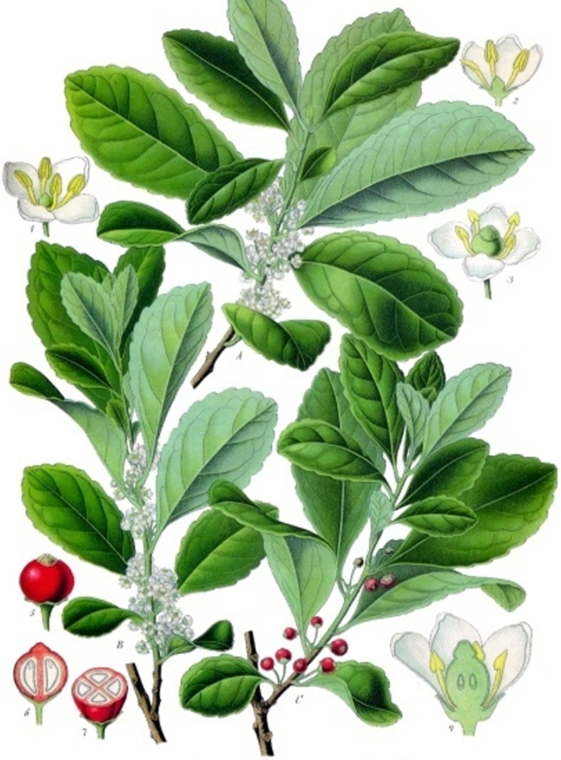 Yerba Maté