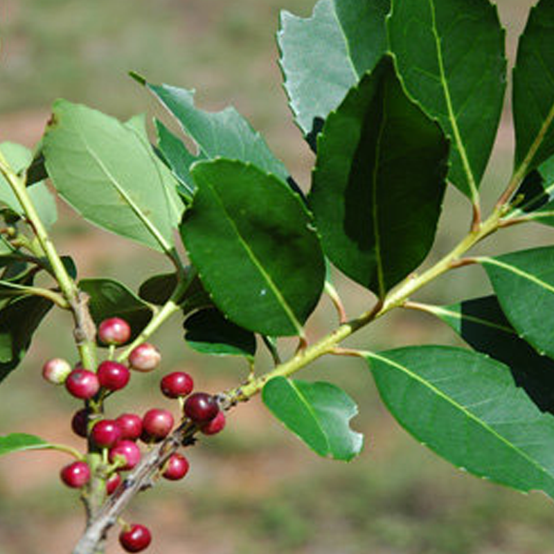 Yerba Maté
