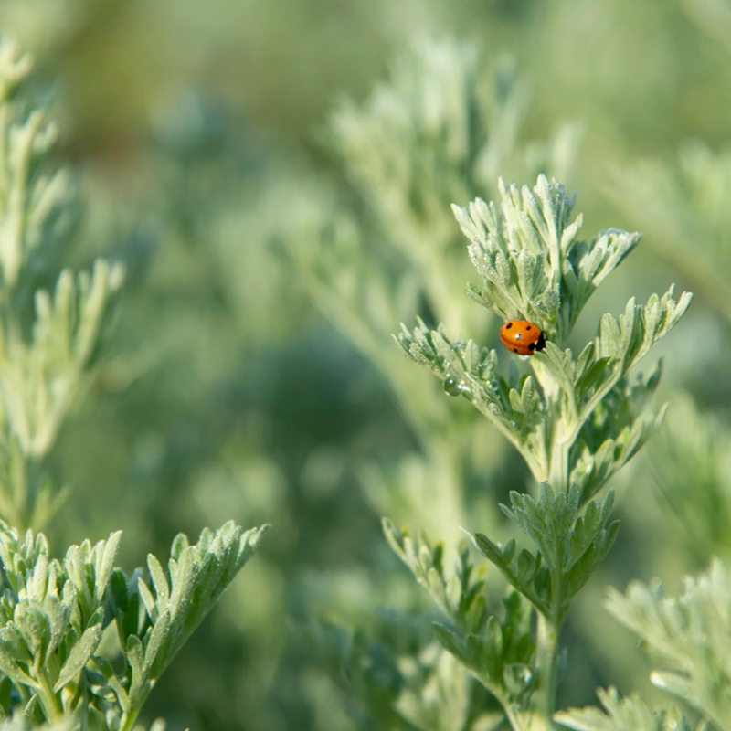 Wormwood