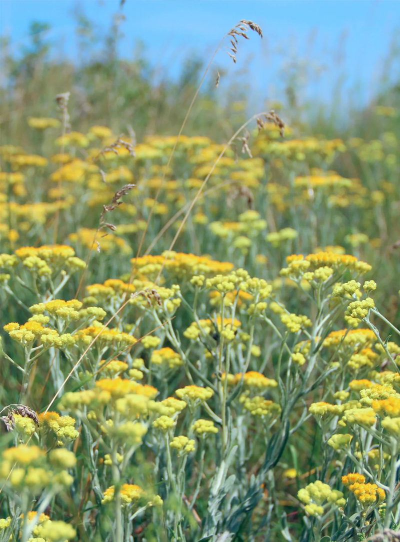 Wormwood
