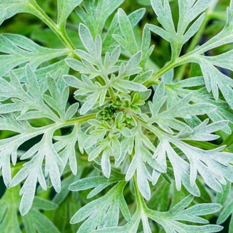 Wormwood