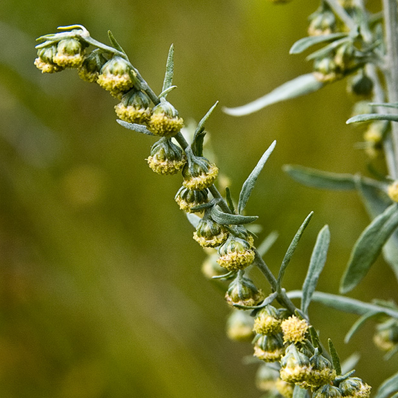 Wormwood