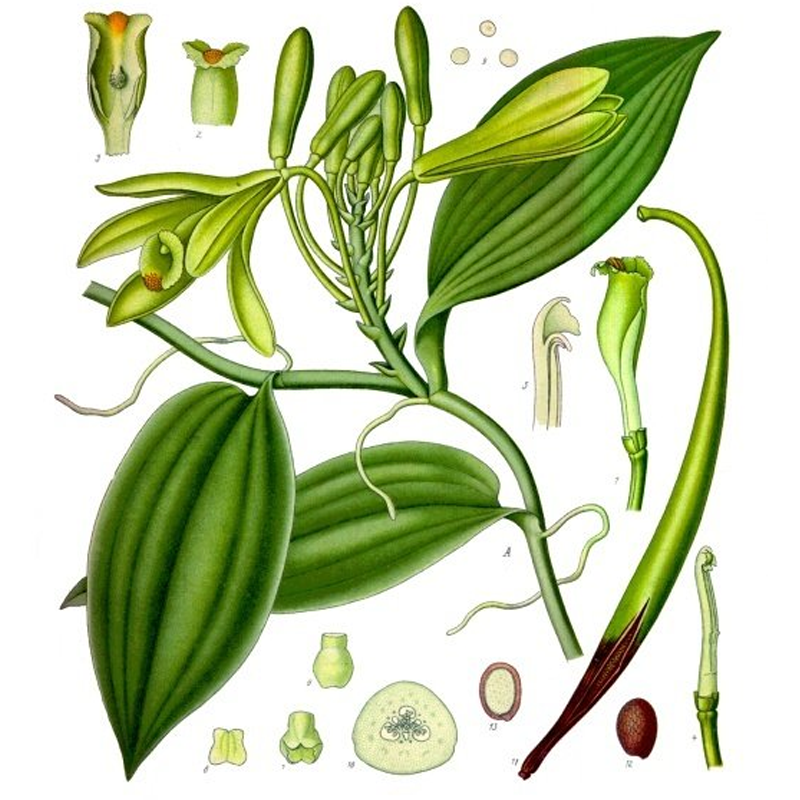 Vanilla Beans