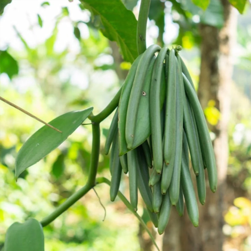 Vanilla Beans