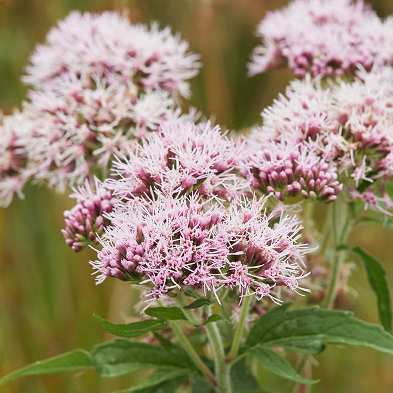 Valerian