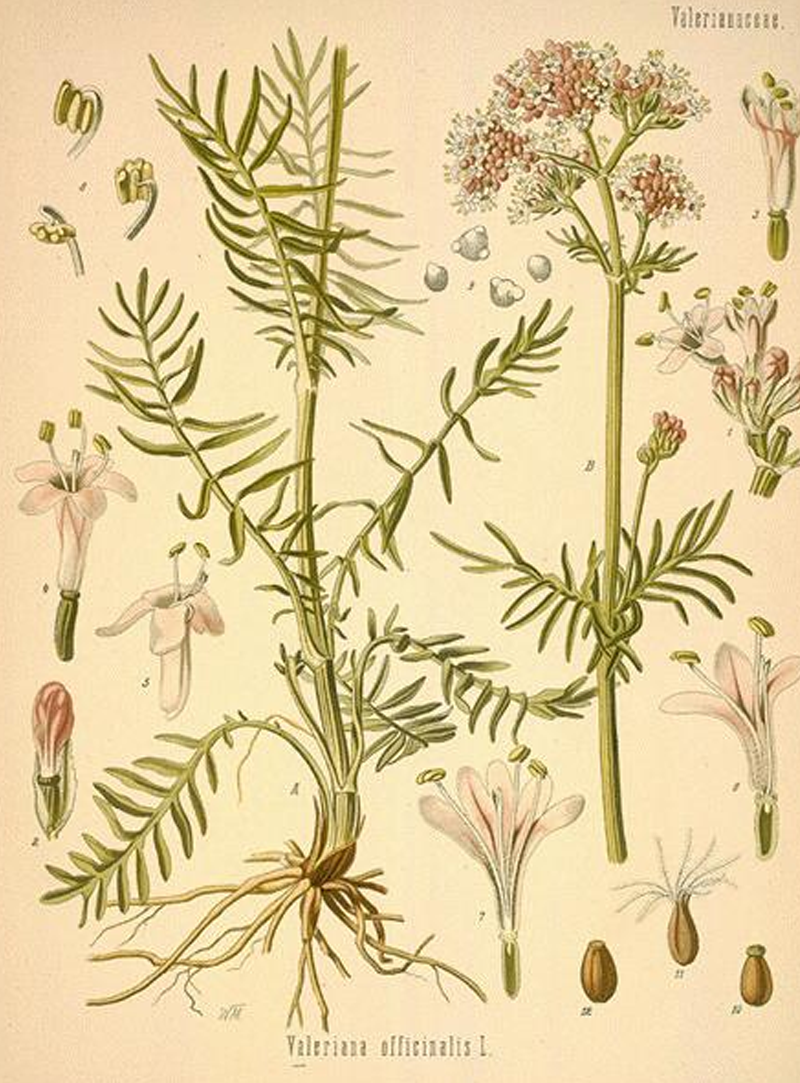 Valerian