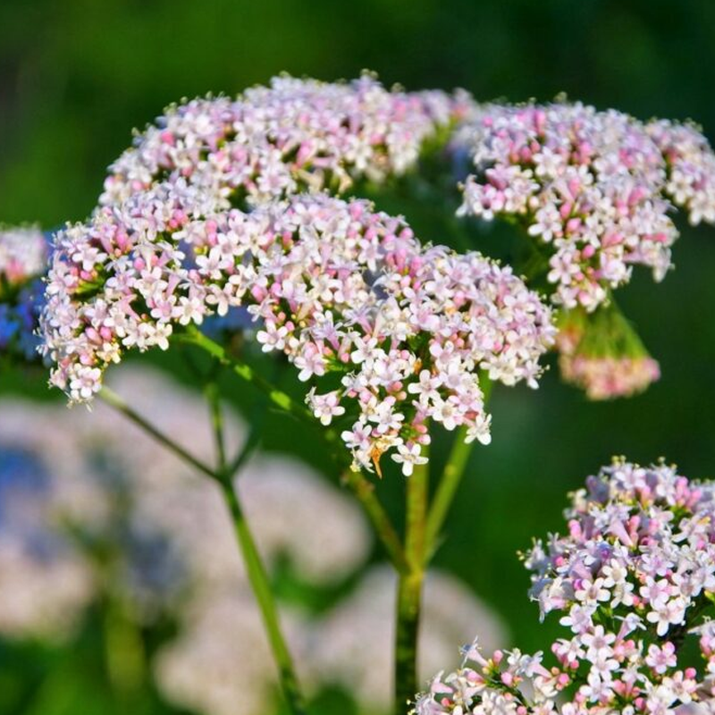 Valerian