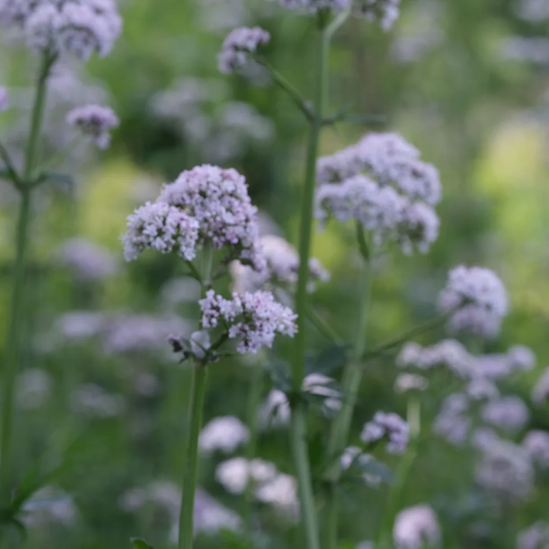 Valerian