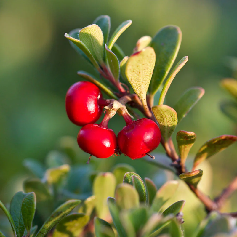 Uva Ursi