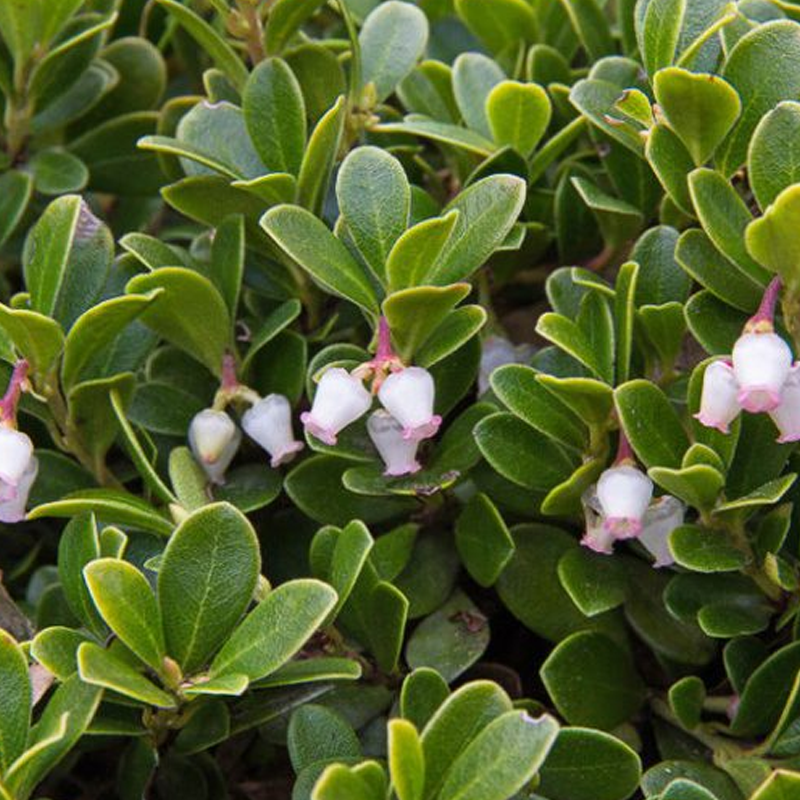Uva Ursi